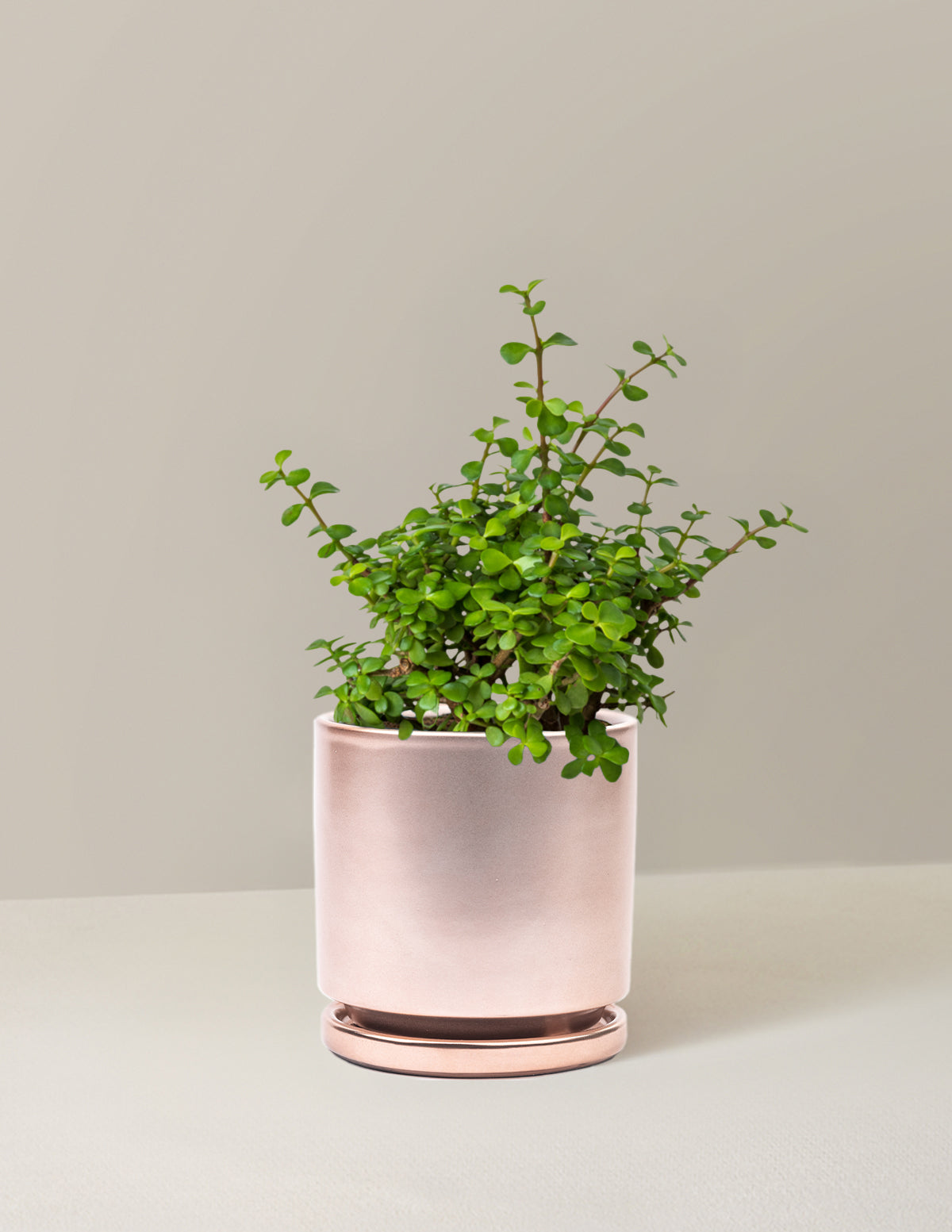Elephant Bush Prosperity Plant