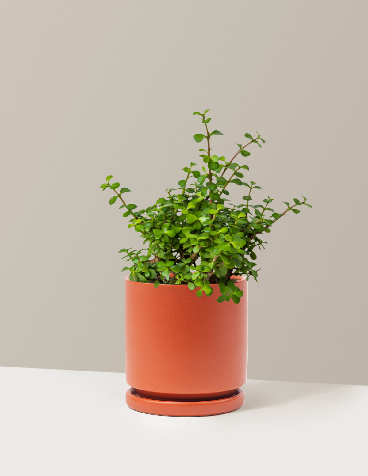 Elephant Bush Prosperity Plant