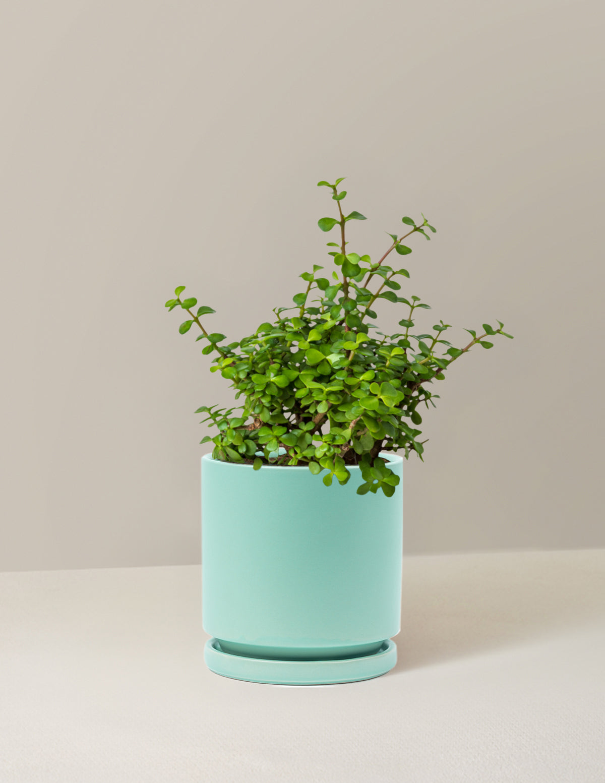 Elephant Bush Prosperity Plant