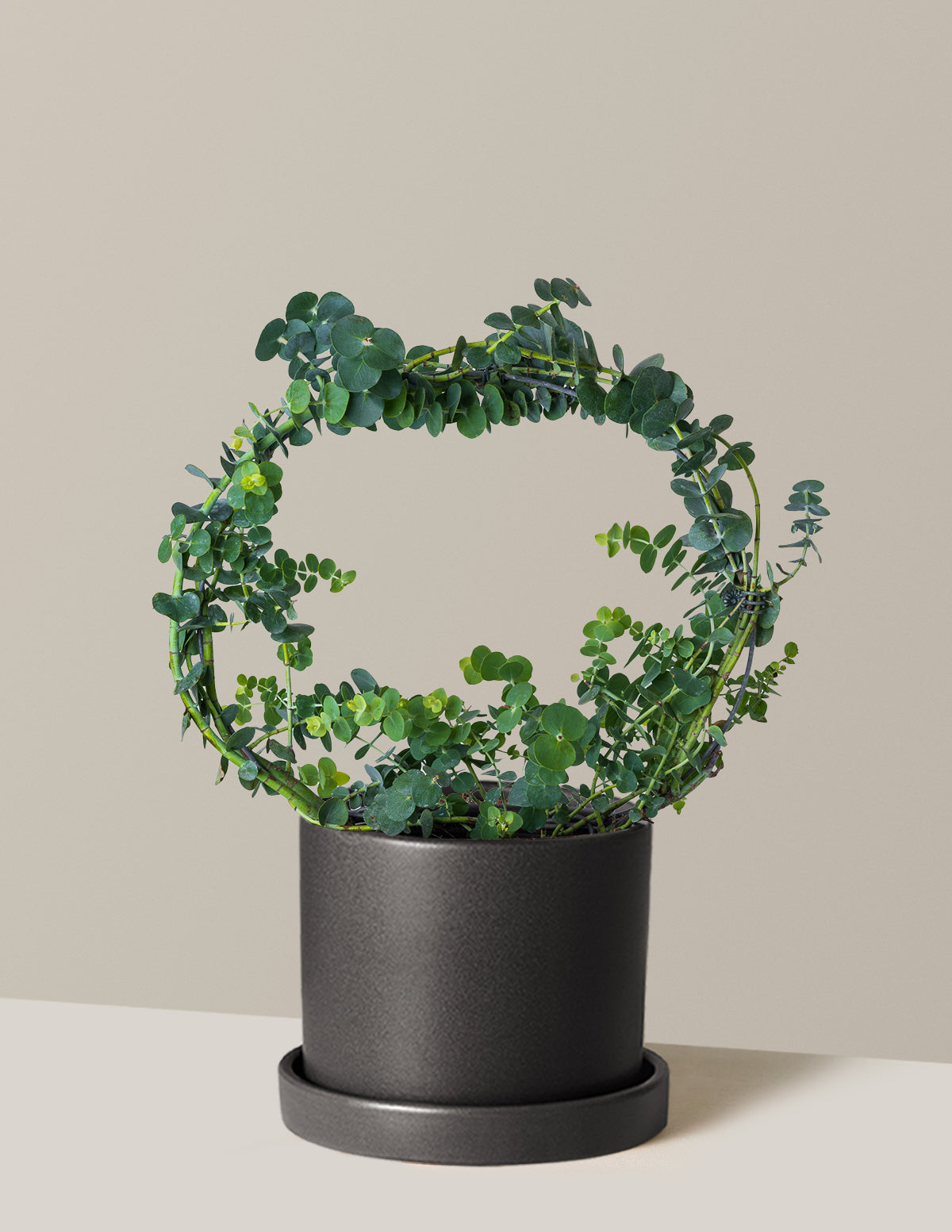 Potted Live Eucalyptus Hoop