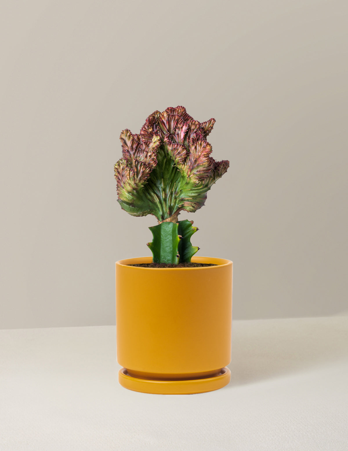Mermaid Tail Cactus