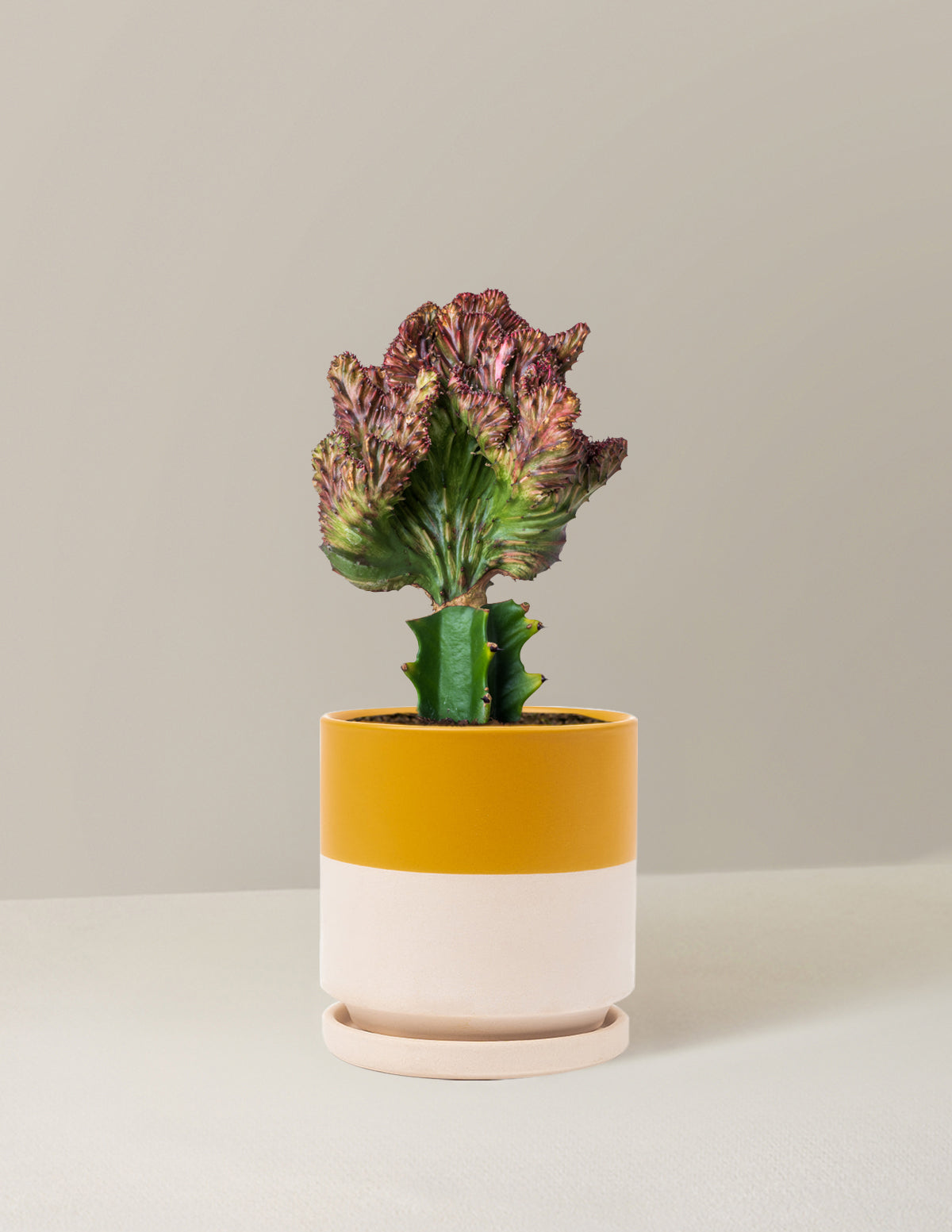 Mermaid Tail Cactus
