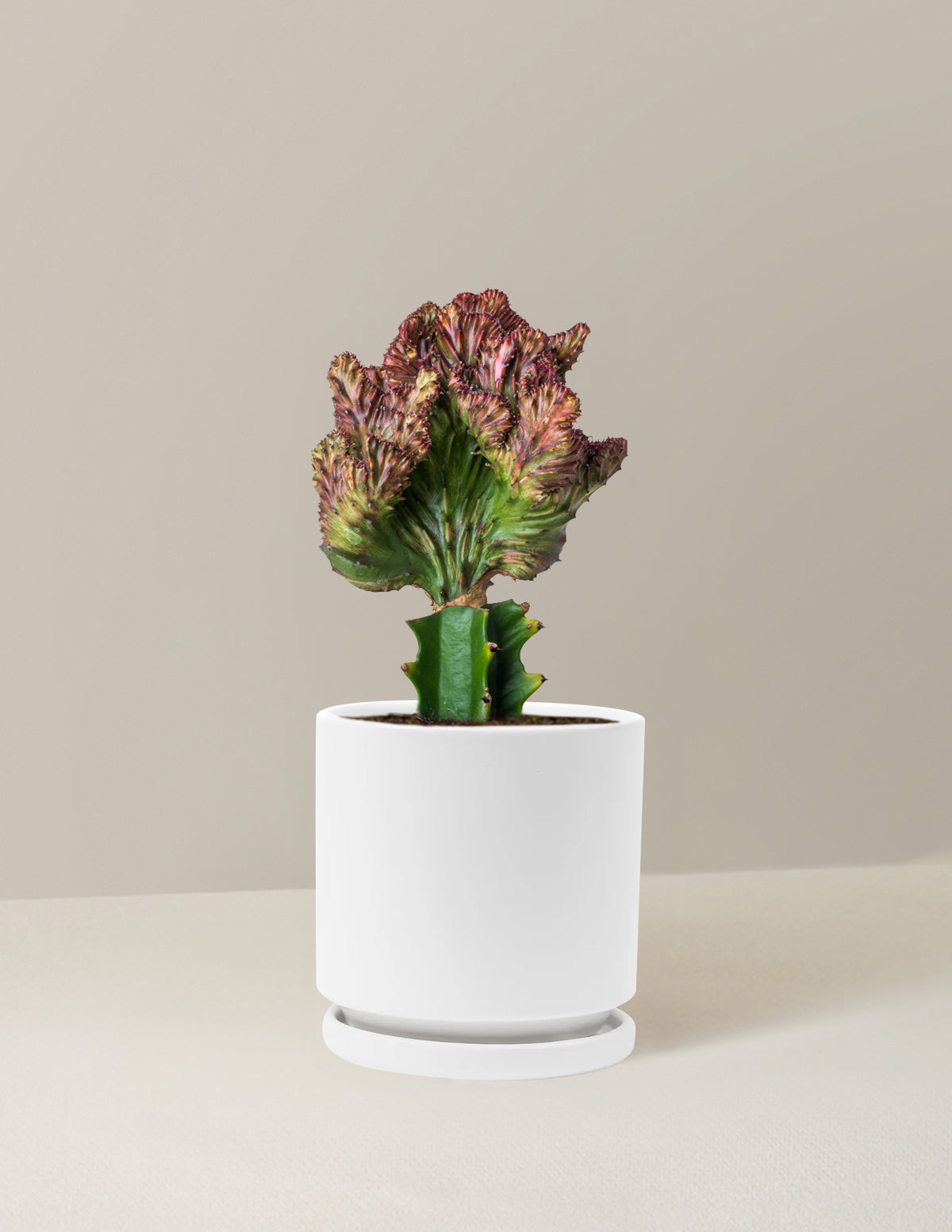 Mermaid Tail Cactus