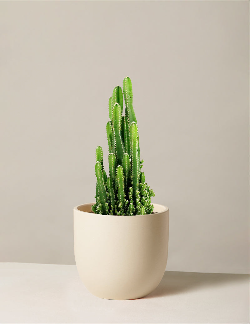 Plant Of The Month Club