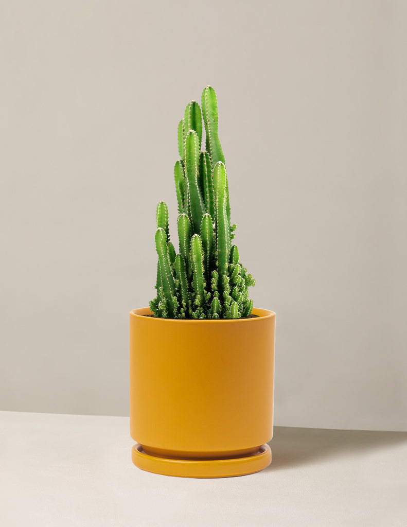 How to care for a Fairy Castle Cactus