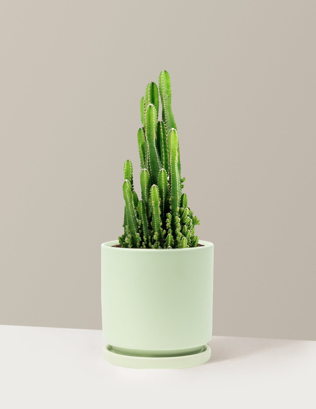 bundle | Medium | Isabella | Sage