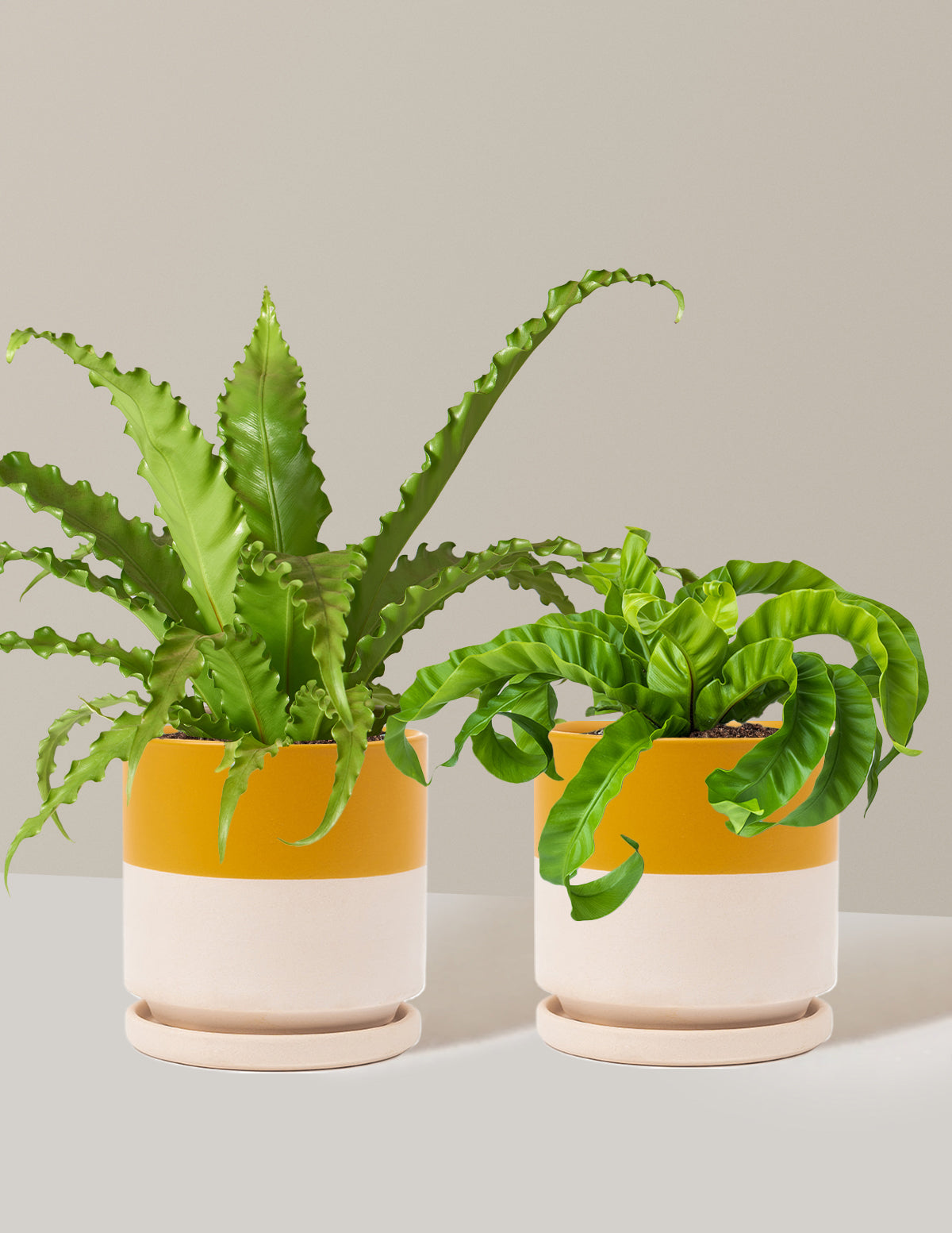Fern Friends Duo