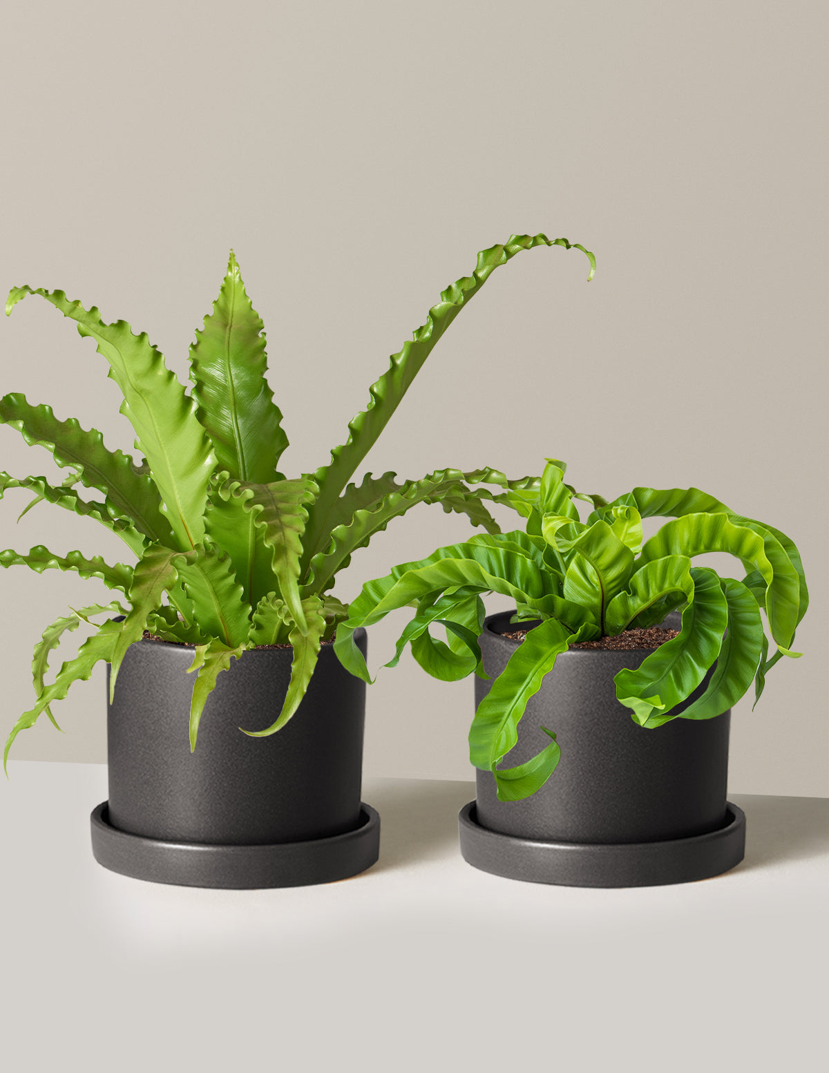 Fern Friends Duo