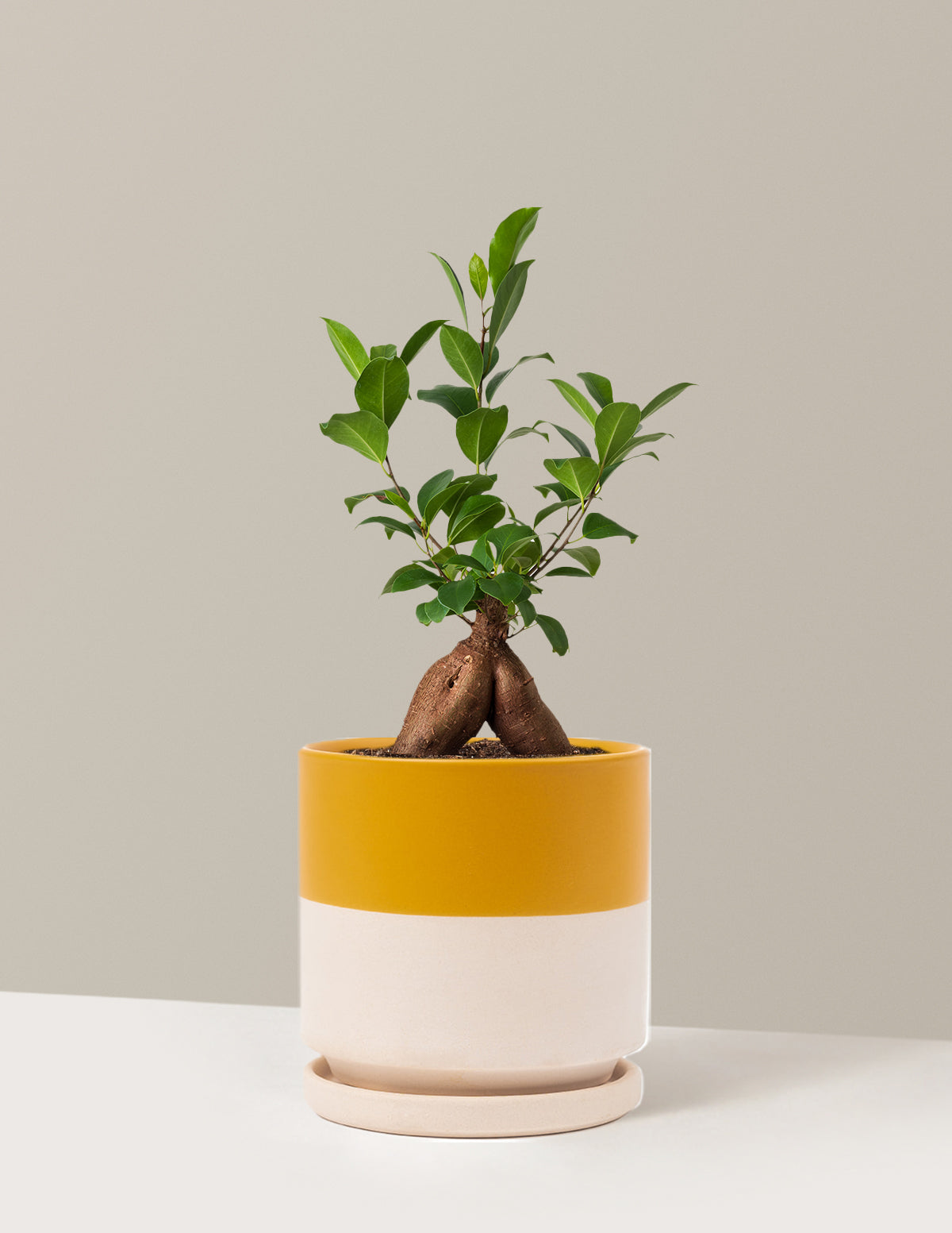 ginseng ficus bonsai tree yellow leaves Ficus Ginseng