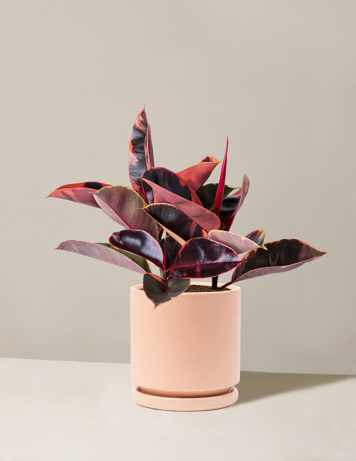 Ficus Ruby