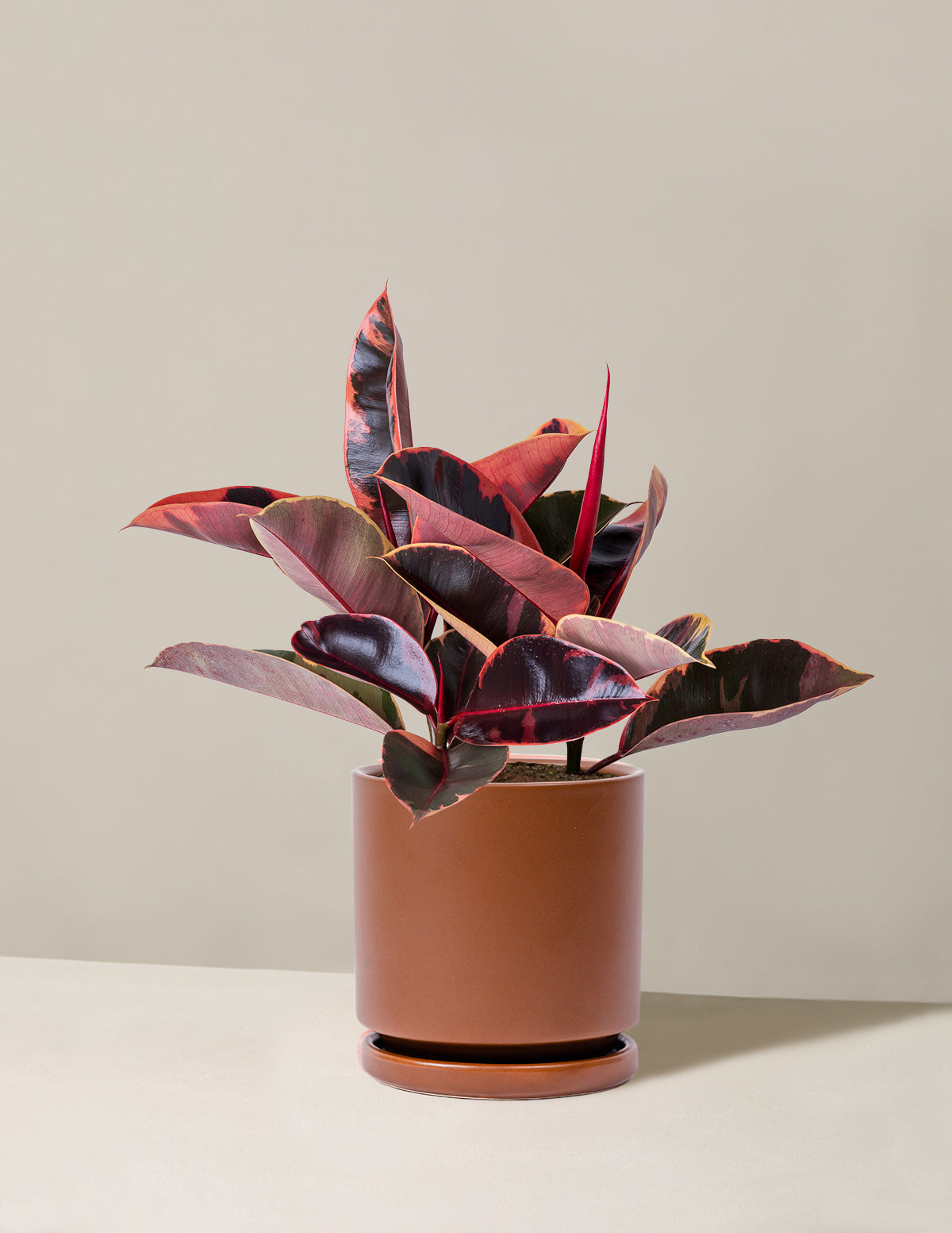Ficus Ruby