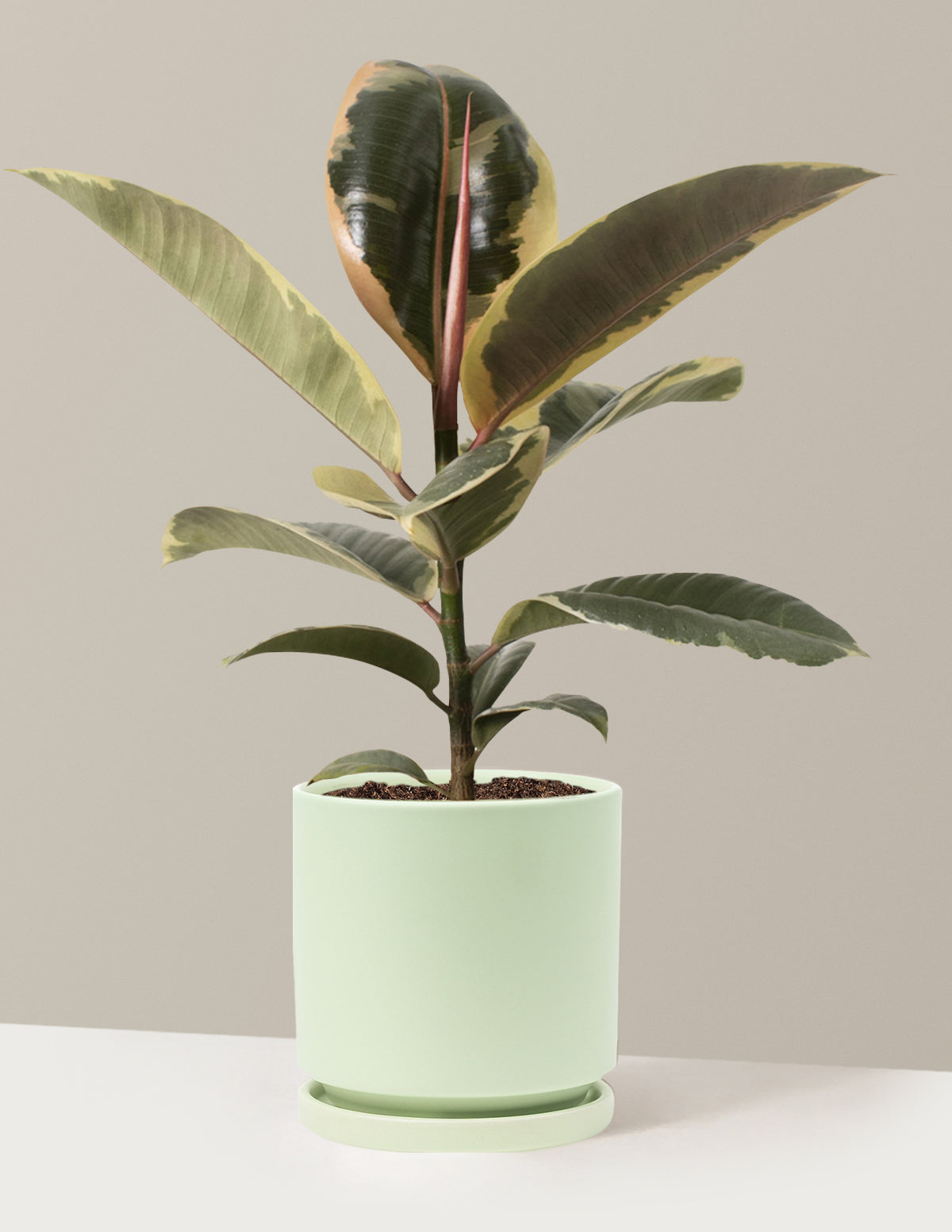 bundle | Medium | Isabella | Sage