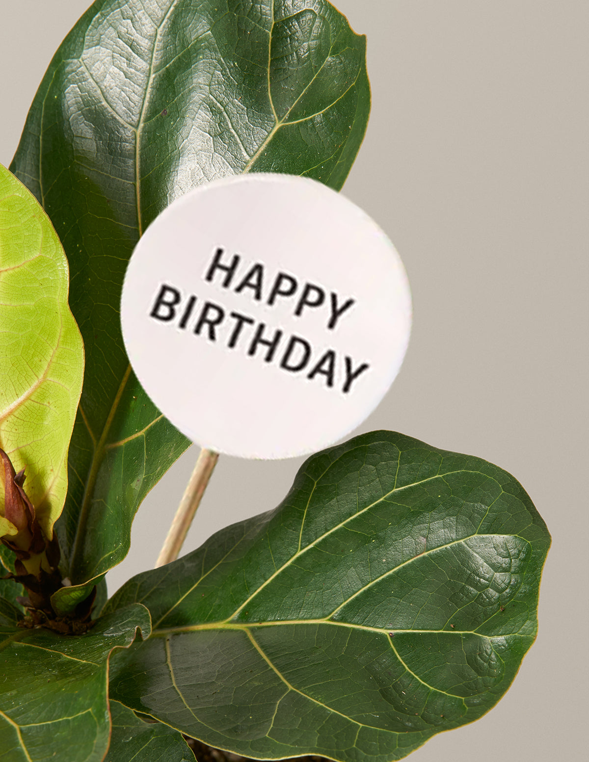 Happy Birthday Lemon Lime Prayer Plant