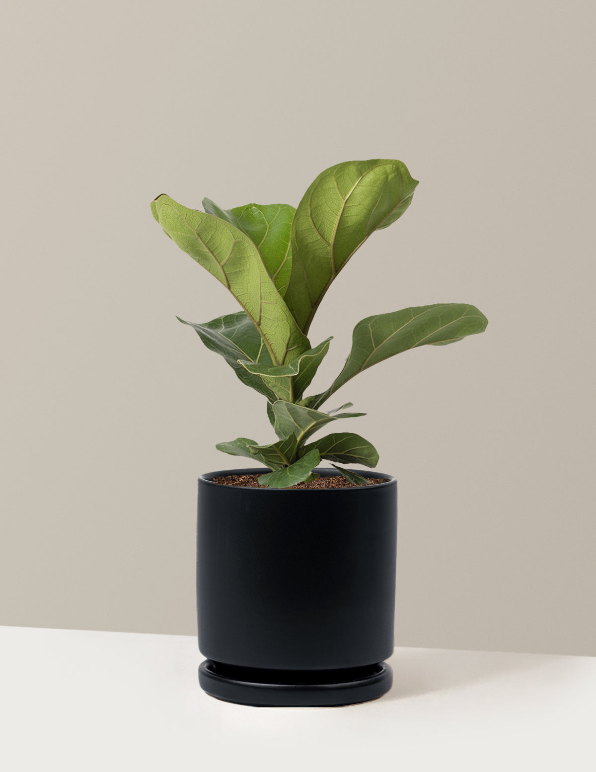 Fiddle Leaf Fig Bush