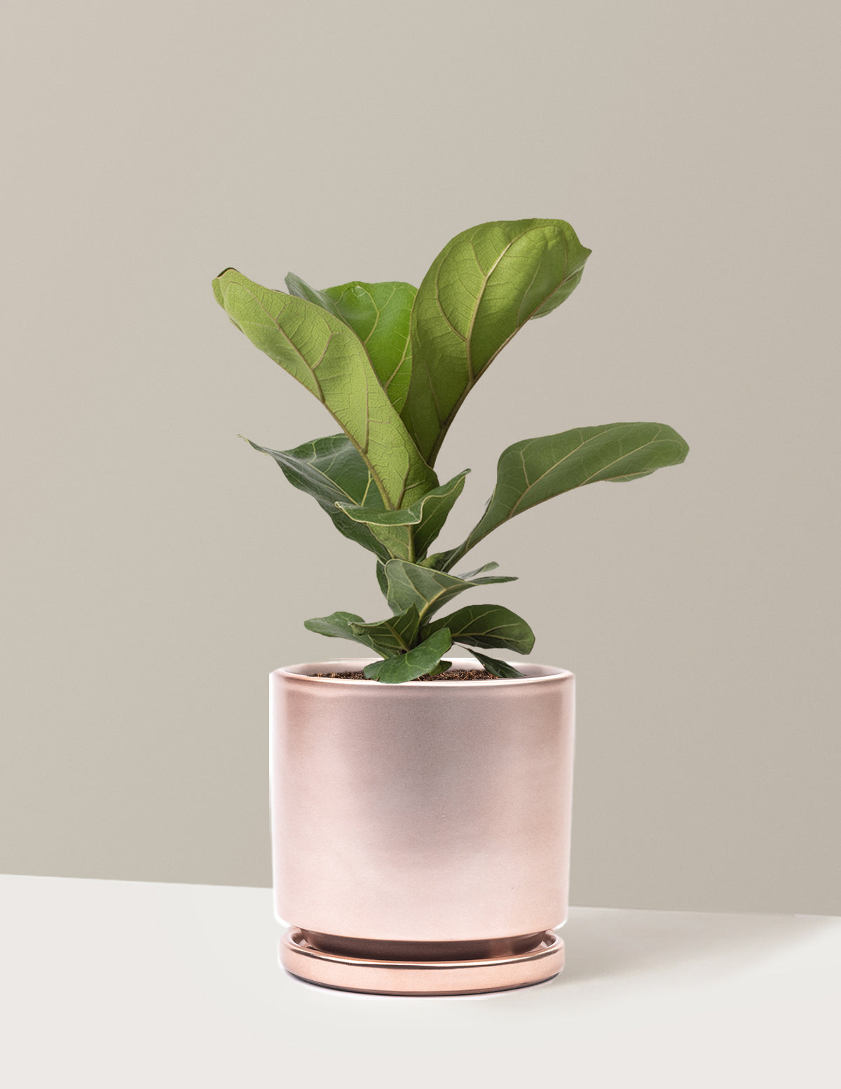 Fiddle Leaf Fig