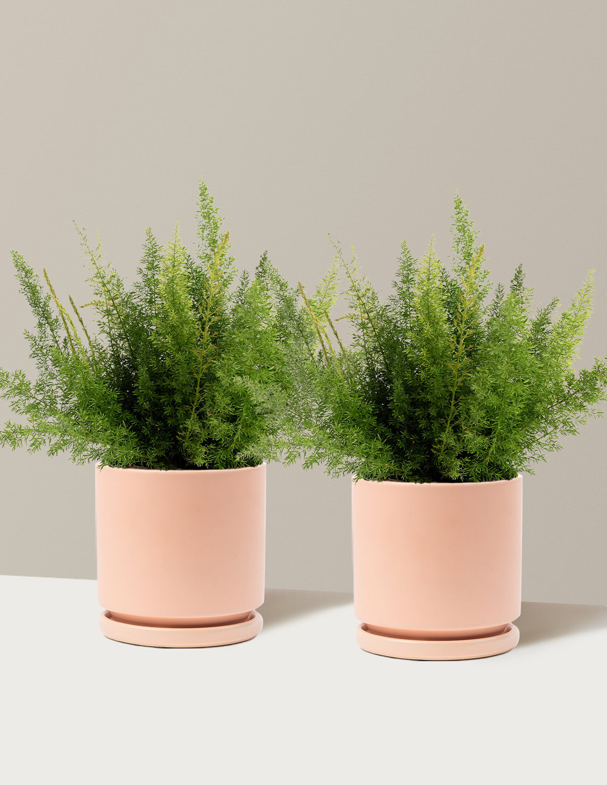Foxtail Fern