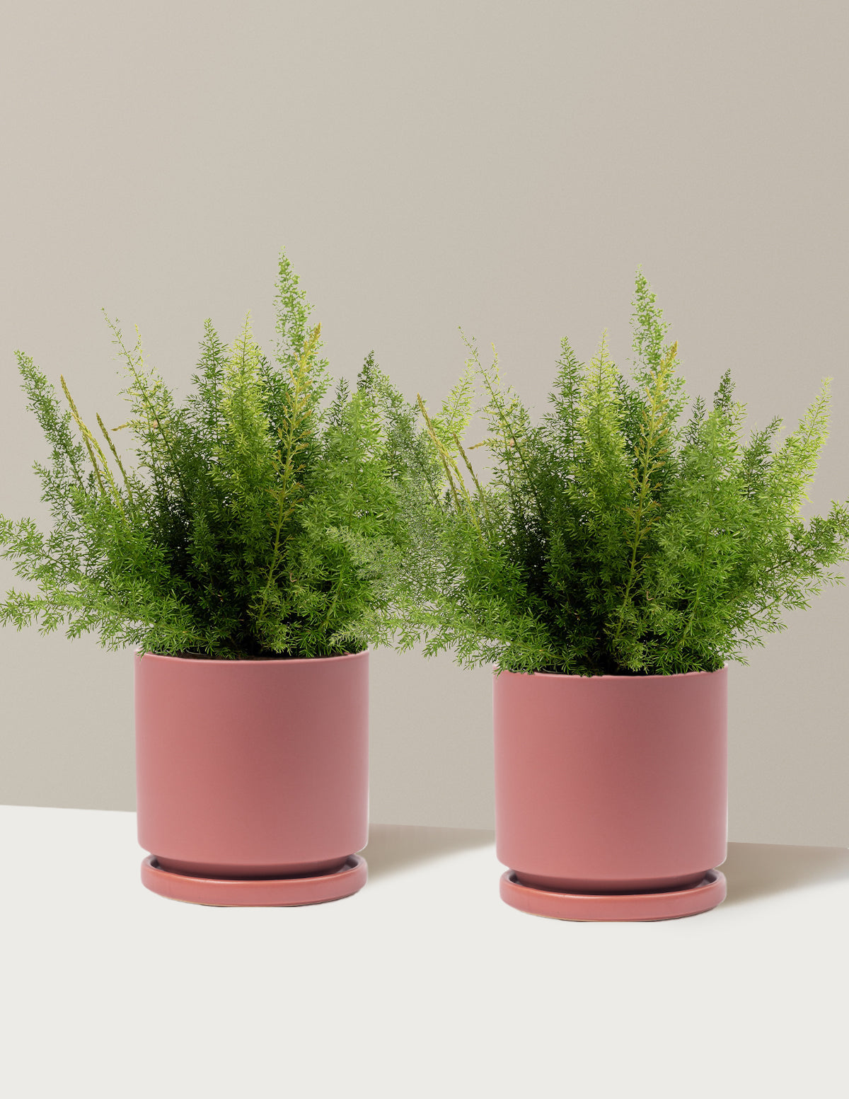Foxtail Fern