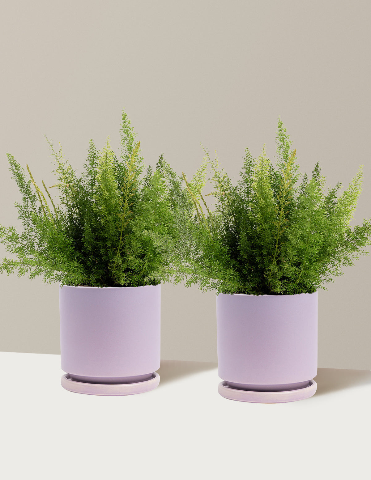 Foxtail Fern