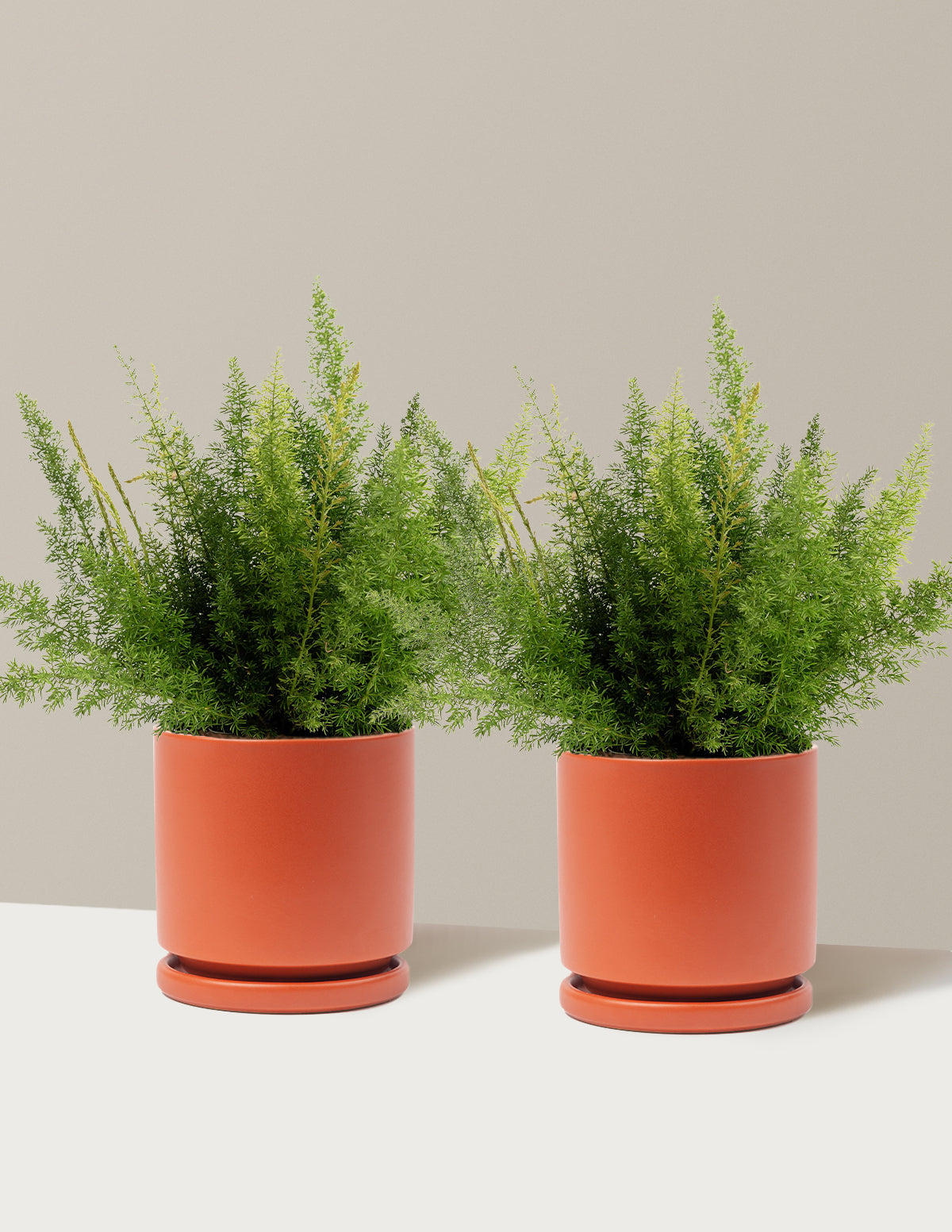 Foxtail Fern