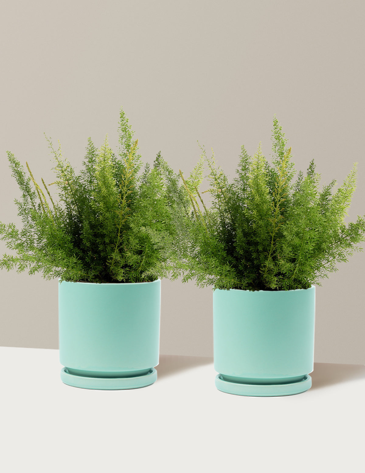 Foxtail Fern