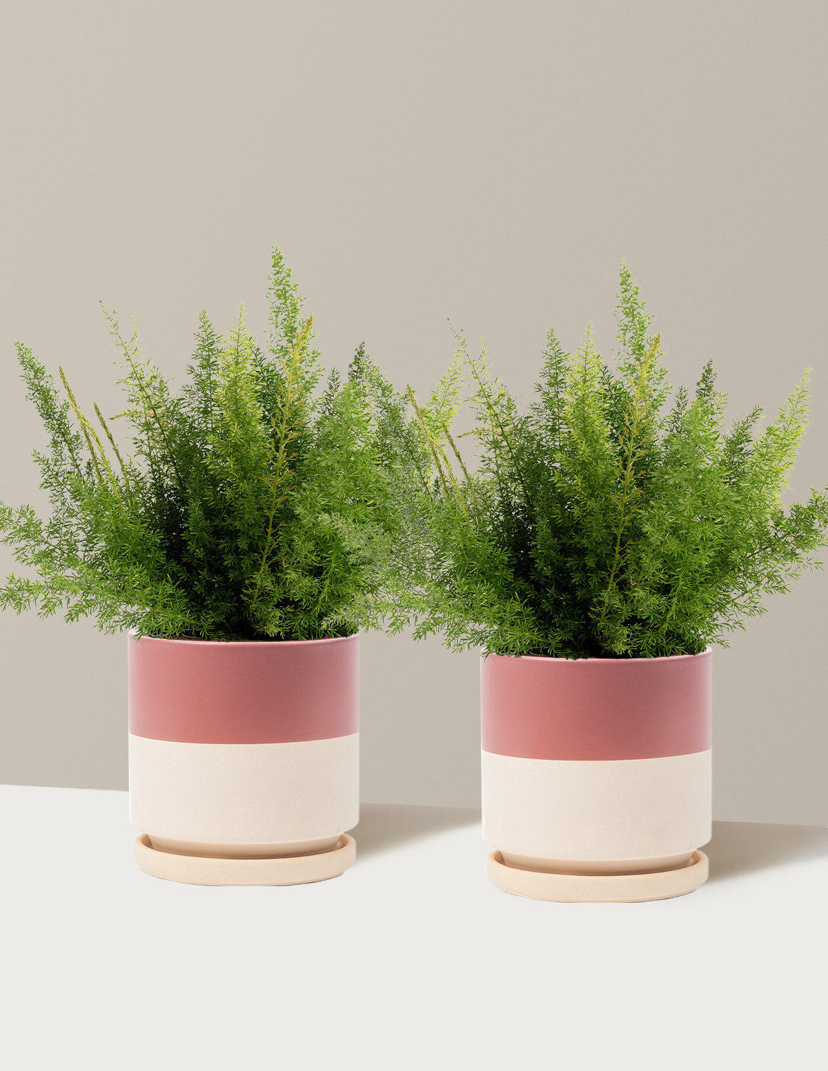 Foxtail Fern