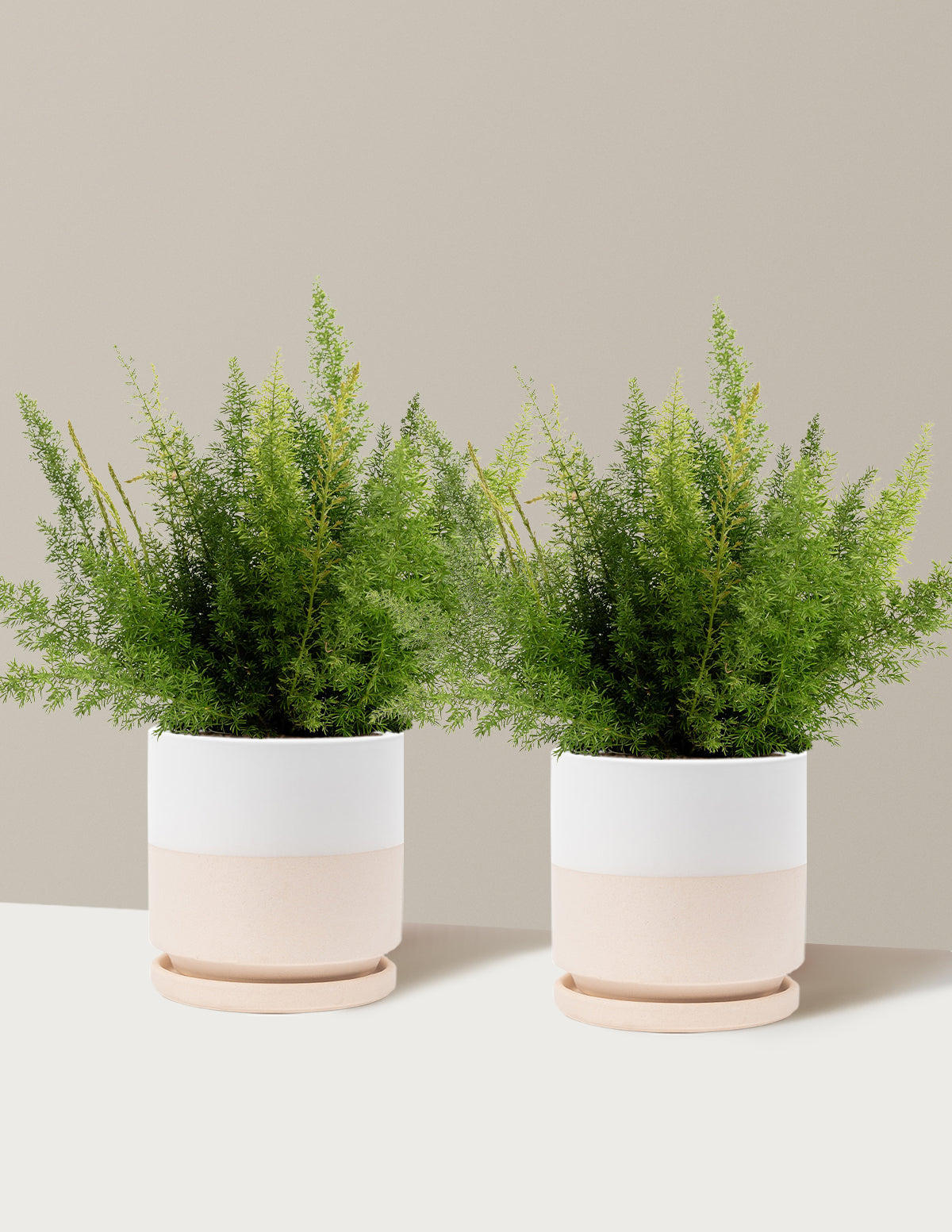 Foxtail Fern