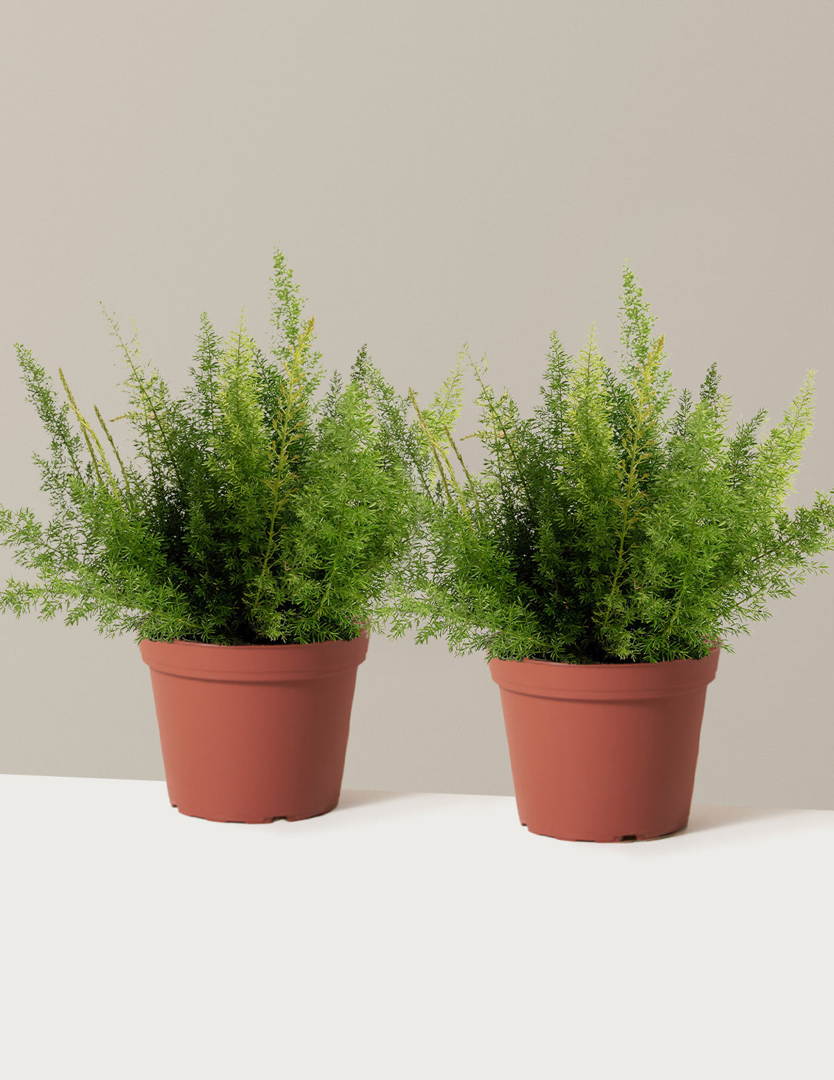 Foxtail Fern