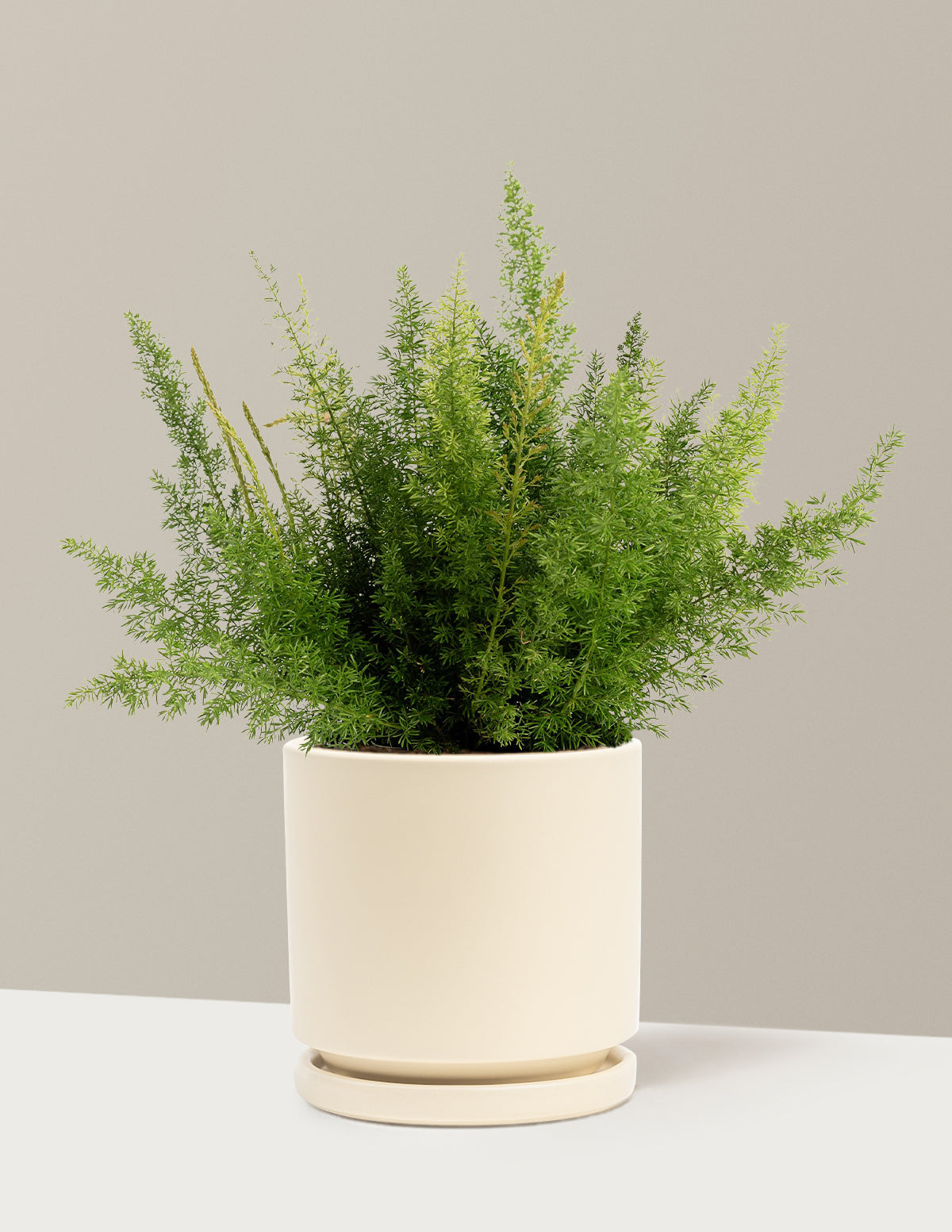 Foxtail Fern