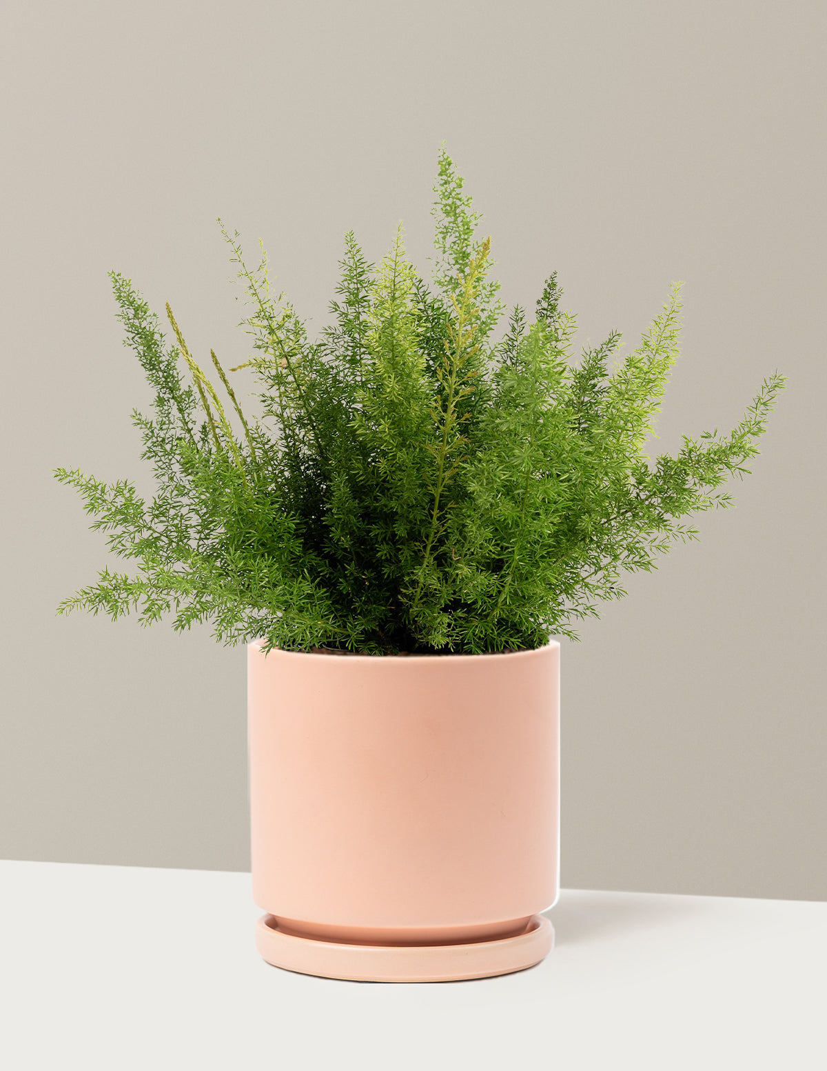 Foxtail Fern