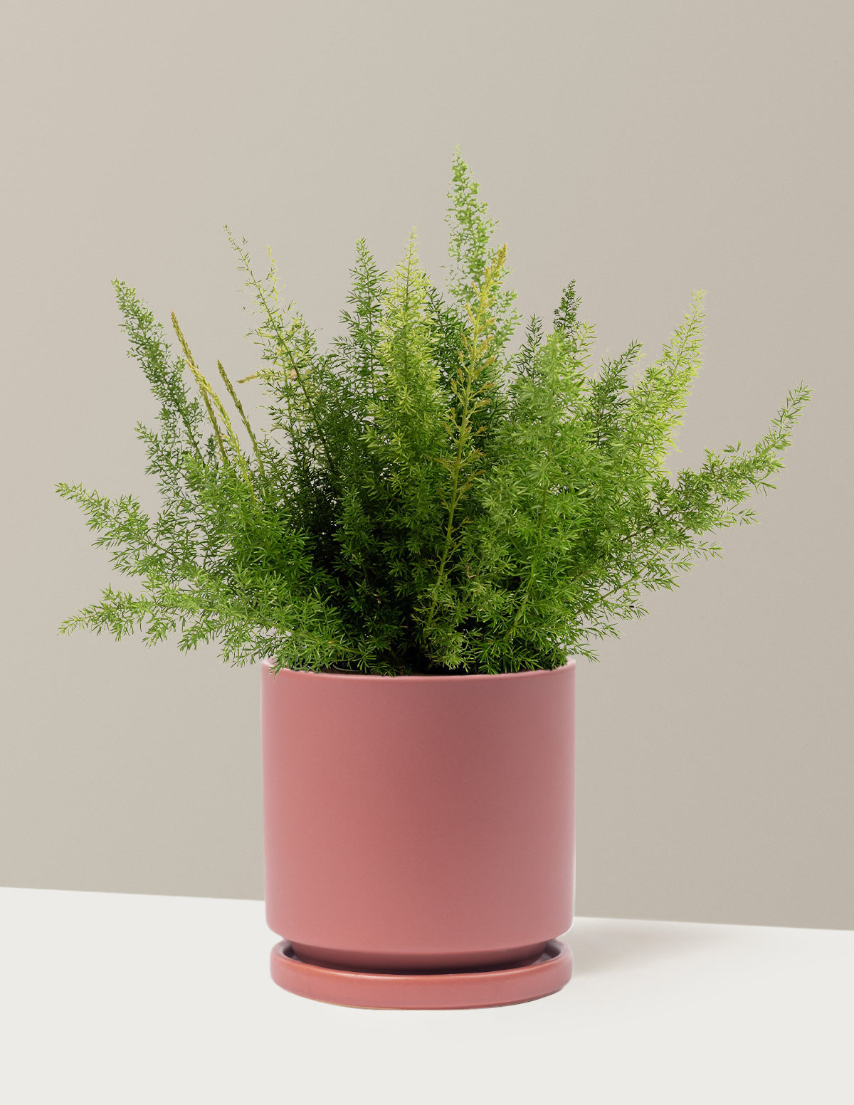 Foxtail Fern