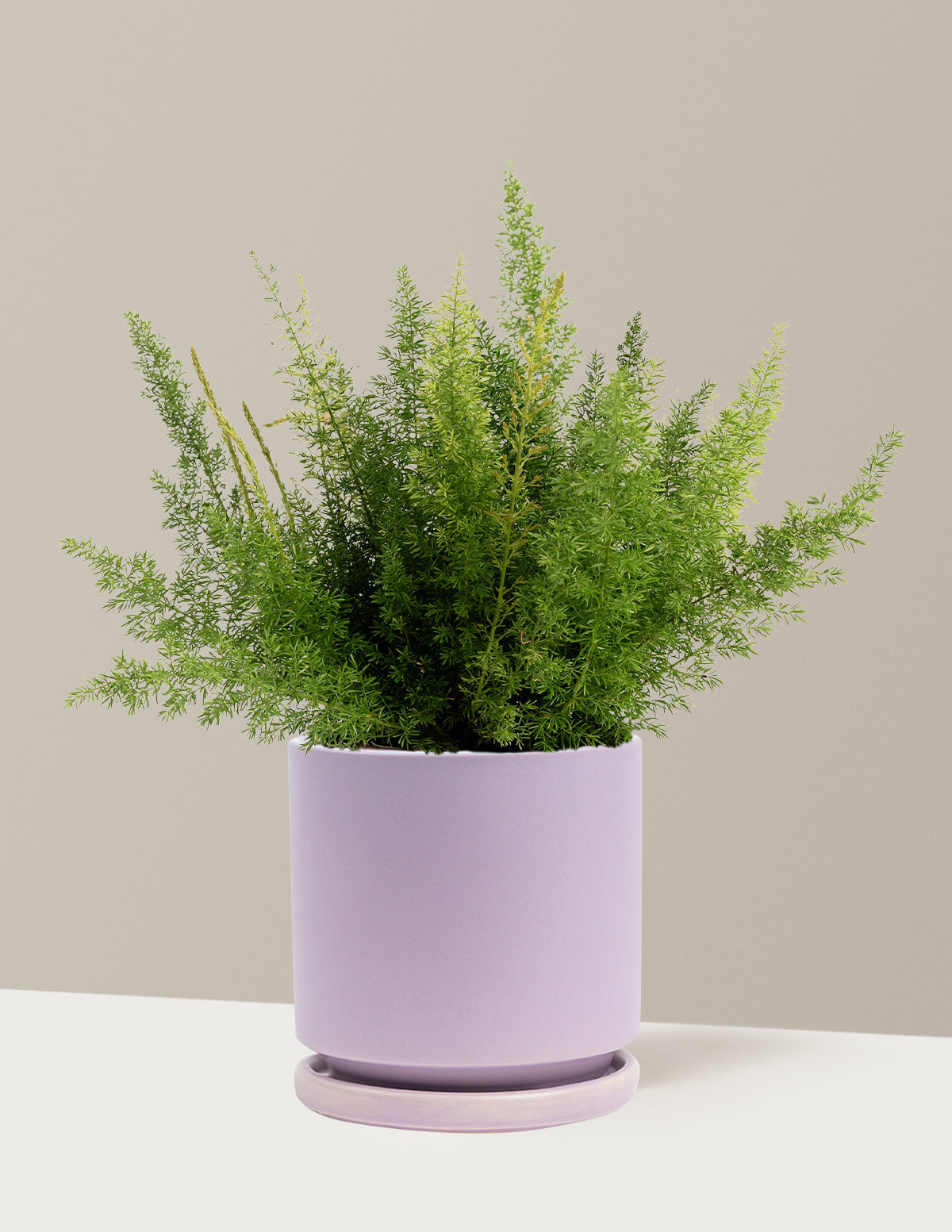 Foxtail Fern