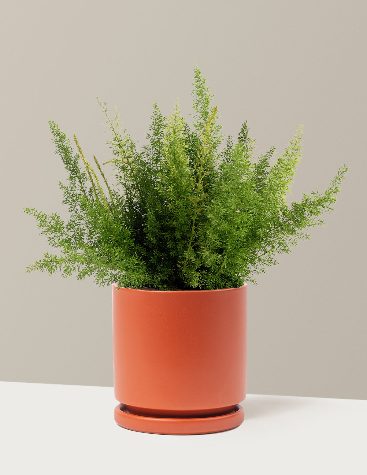 Foxtail Fern