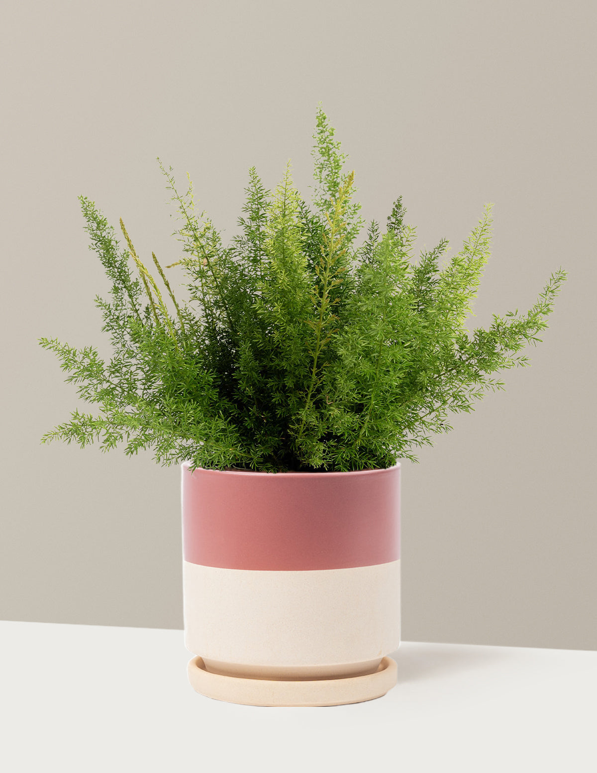 Foxtail Fern