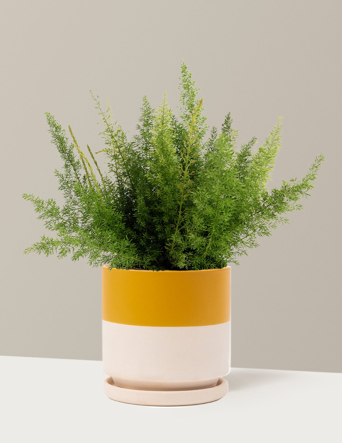Foxtail Fern