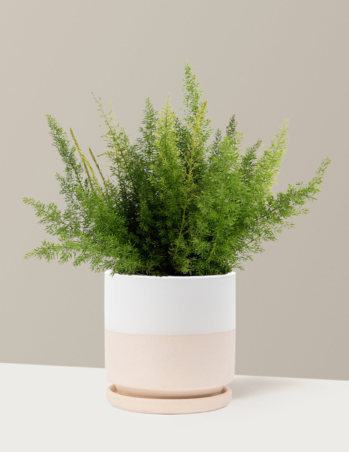 Foxtail Fern