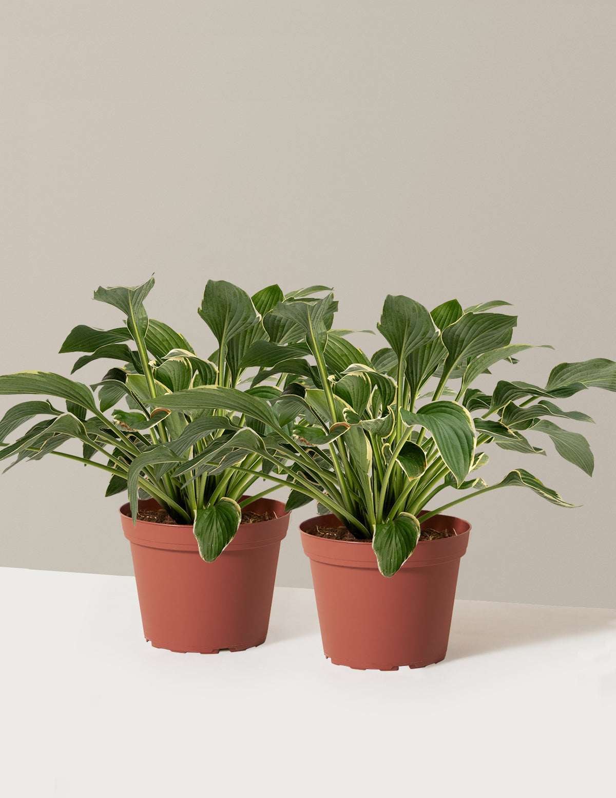 Francee Hosta