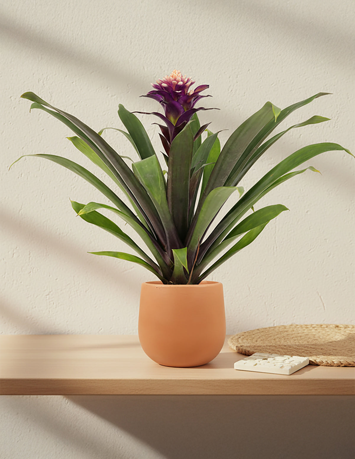 guzmania indoor plant Bromeliad Guzmania Francesca