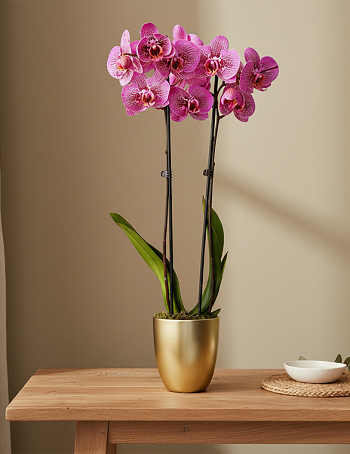 Kaleidoscope Orchid | Unique Orchids for Delivery | The Sill