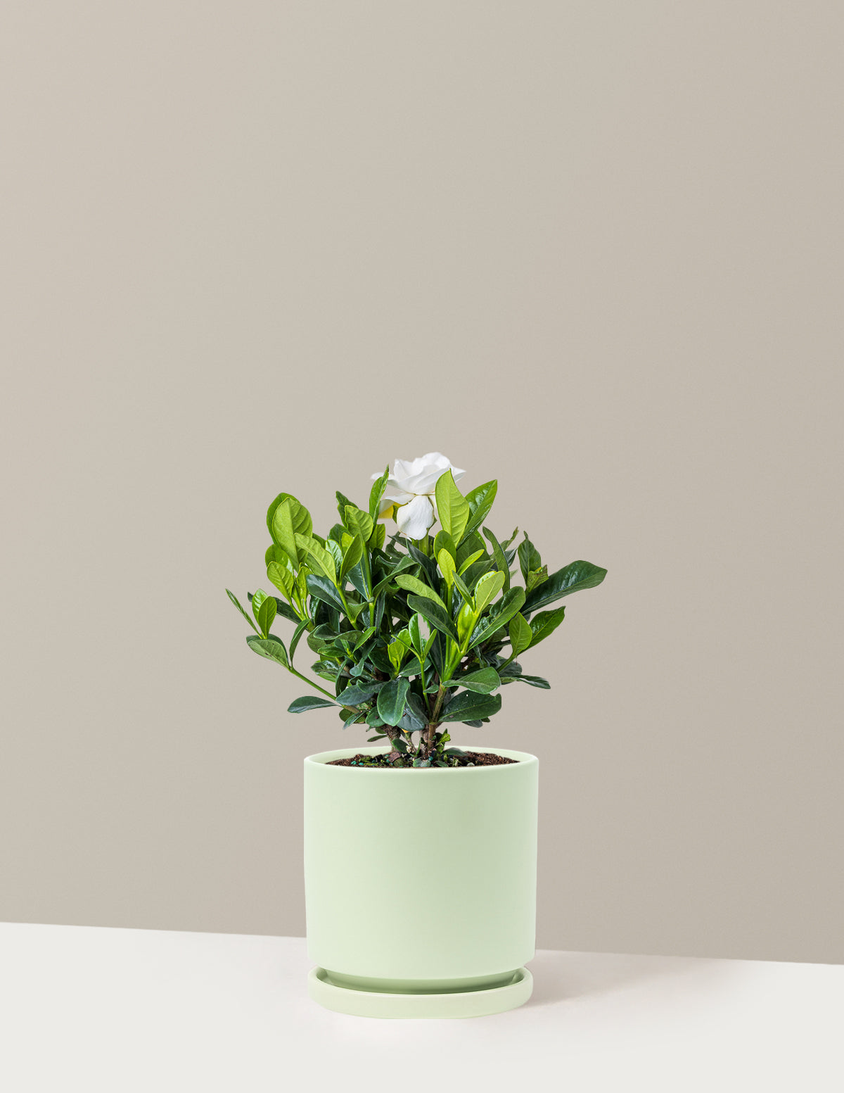 bundle | Medium | Isabella | Sage