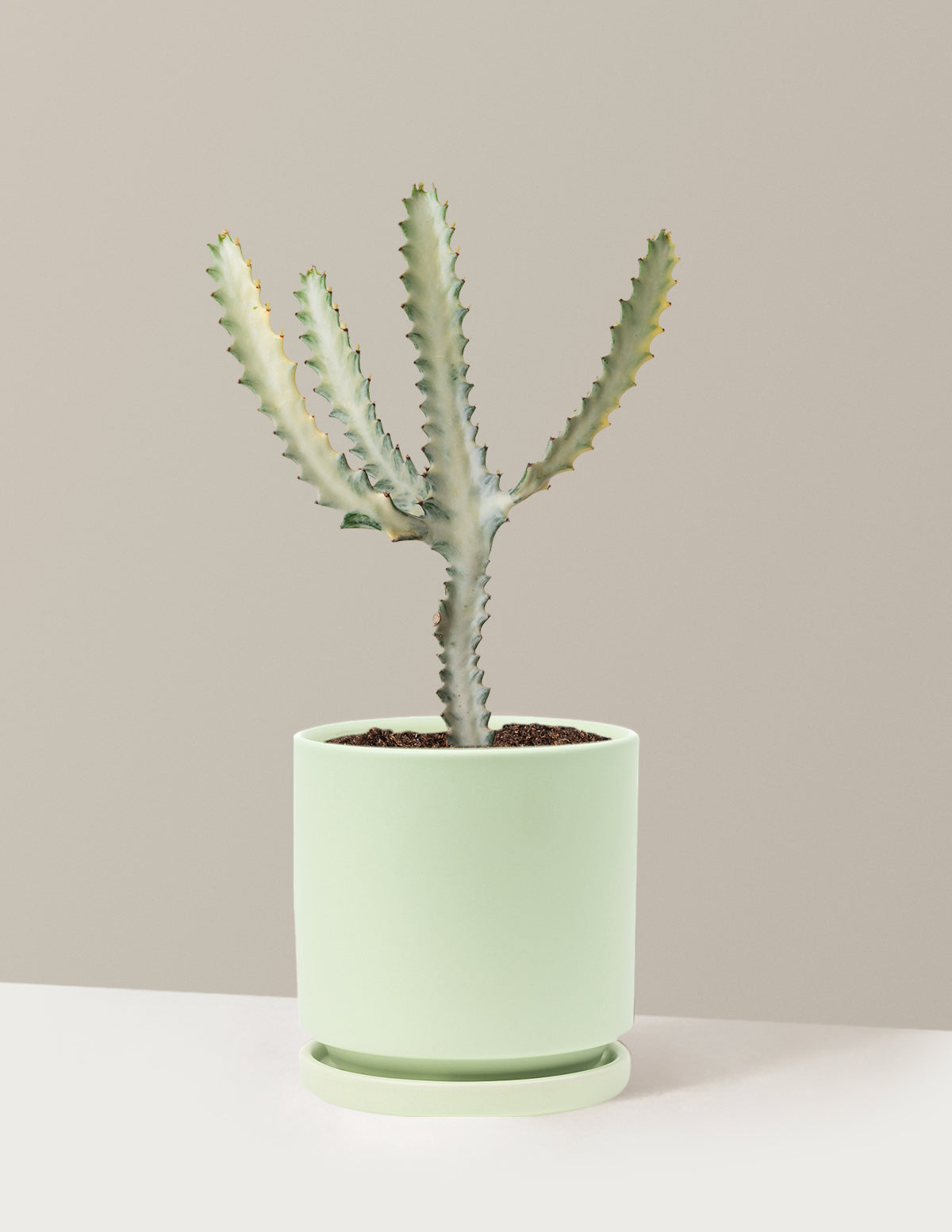 Euphorbia White Ghost