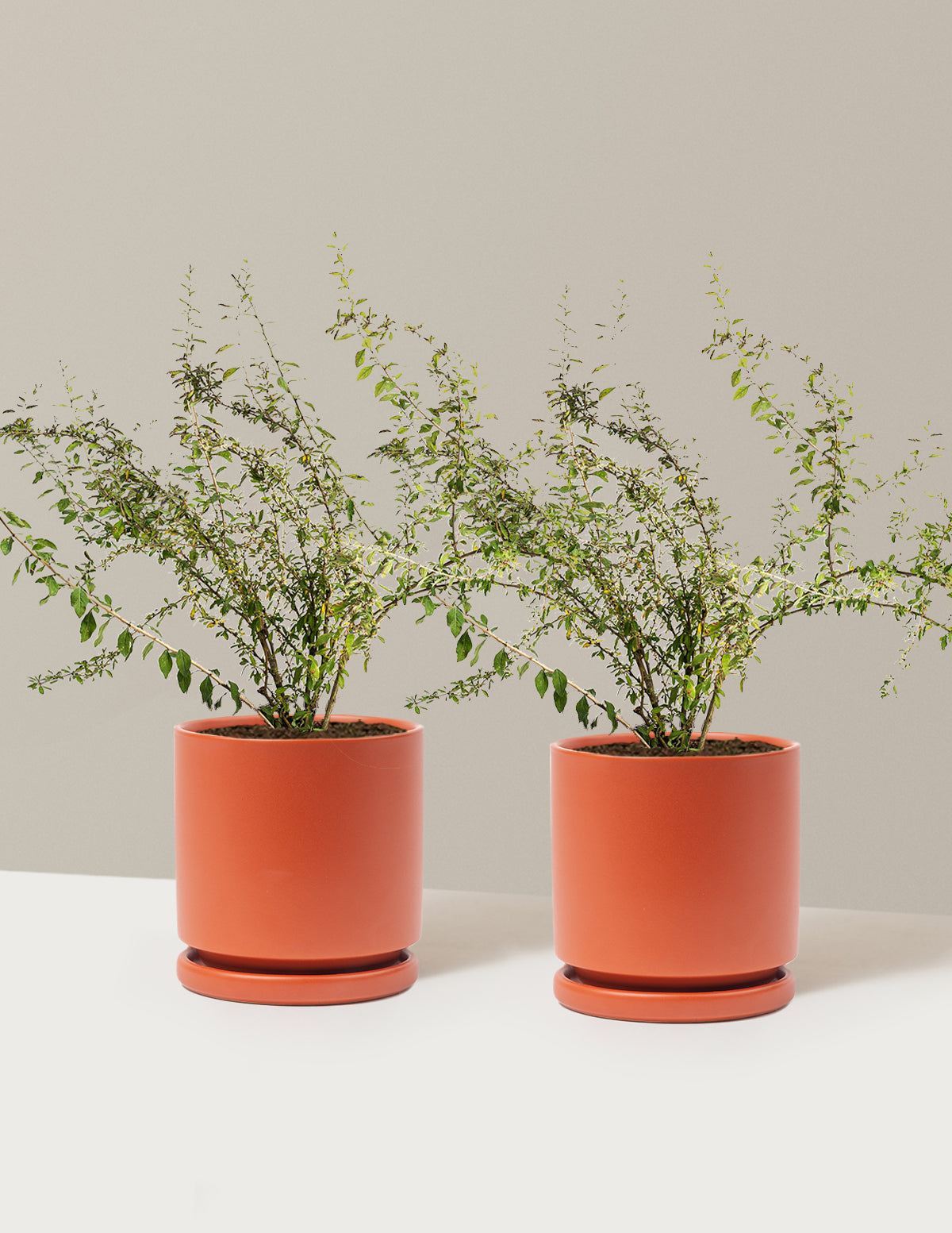 Goji Berry