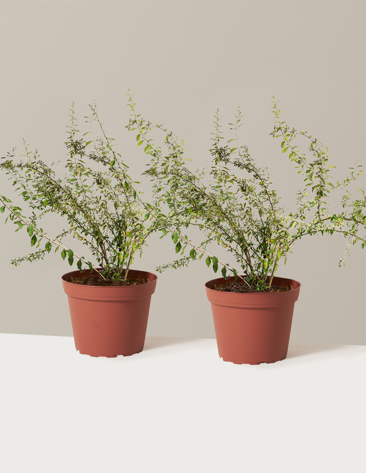 Goji Berry