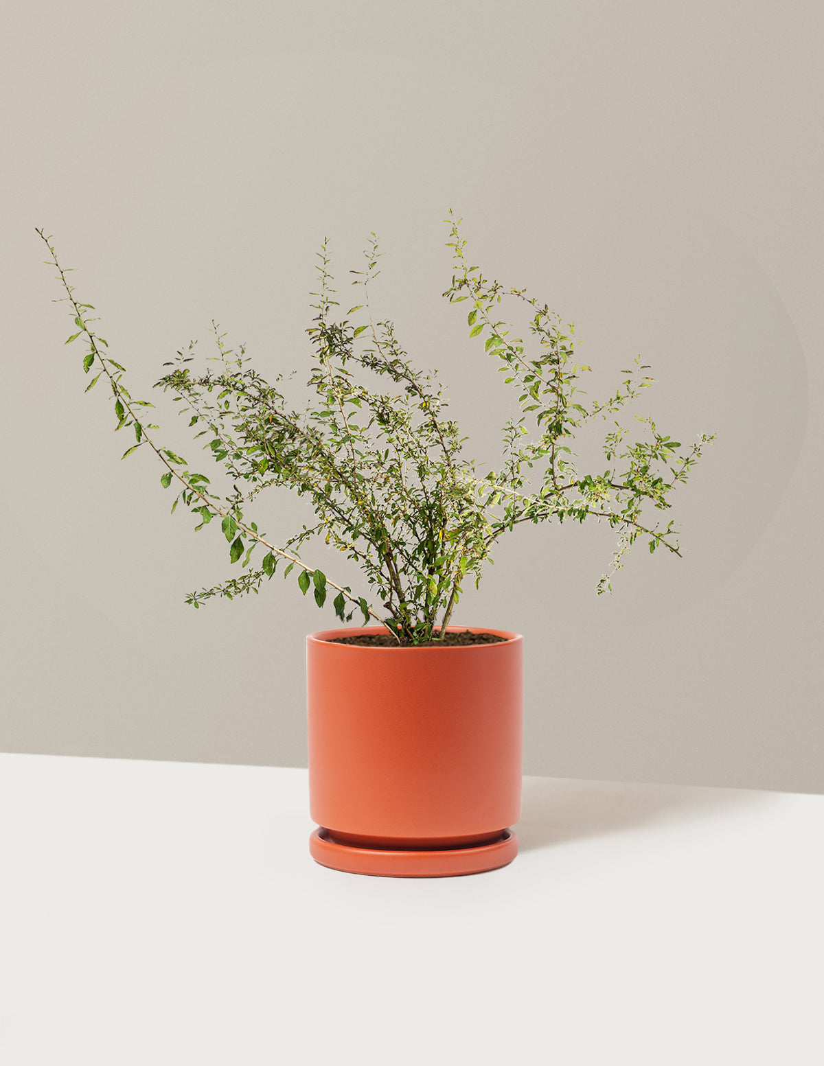 Goji Berry