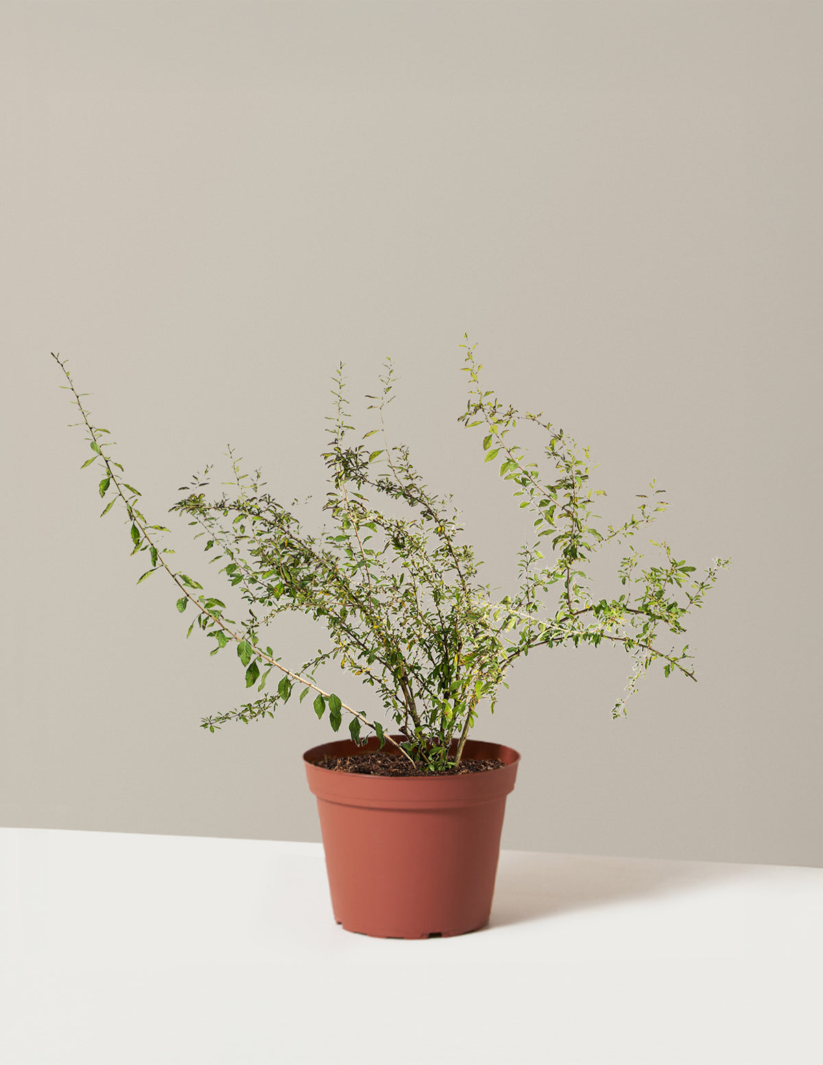 Goji Berry