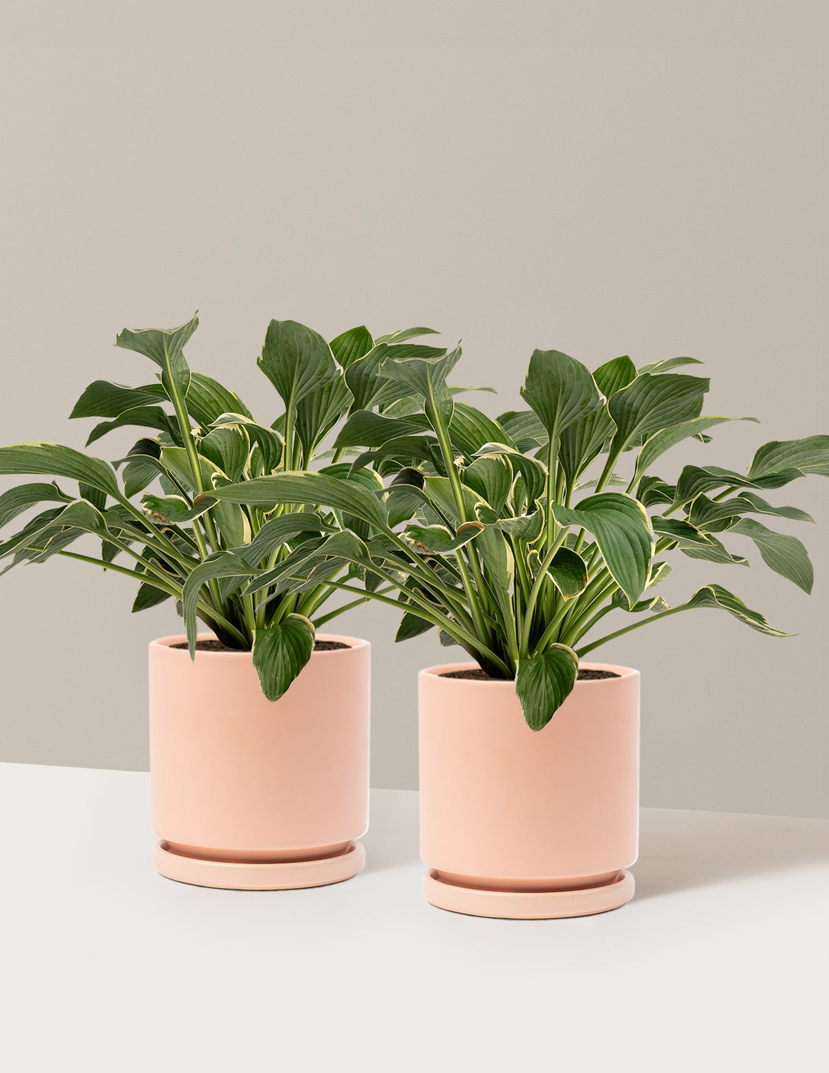 Francee Hosta