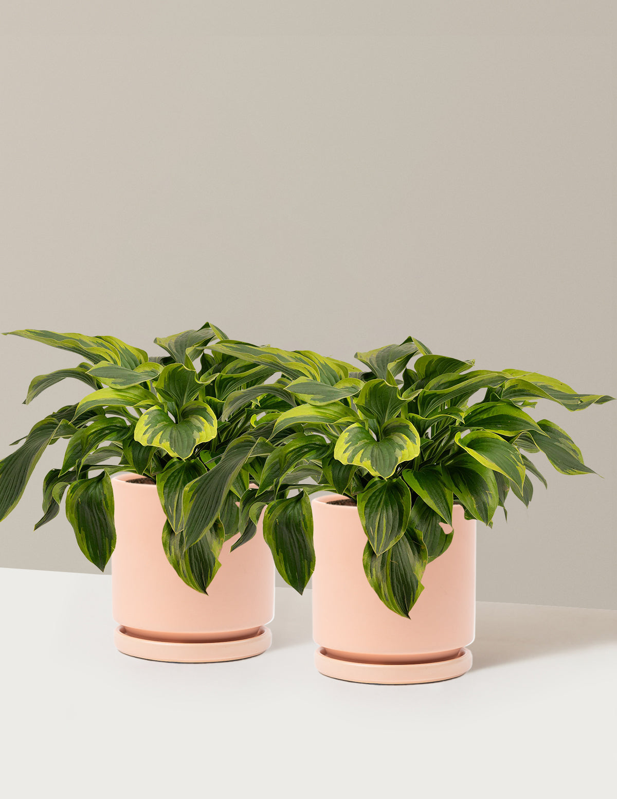 Green Patriot Hosta