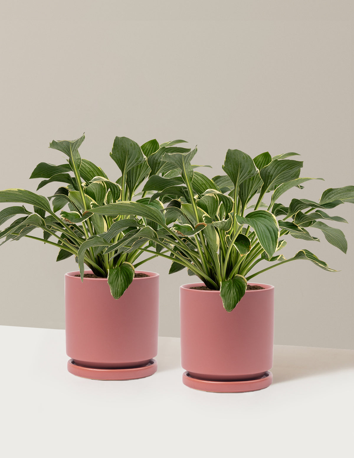 Francee Hosta