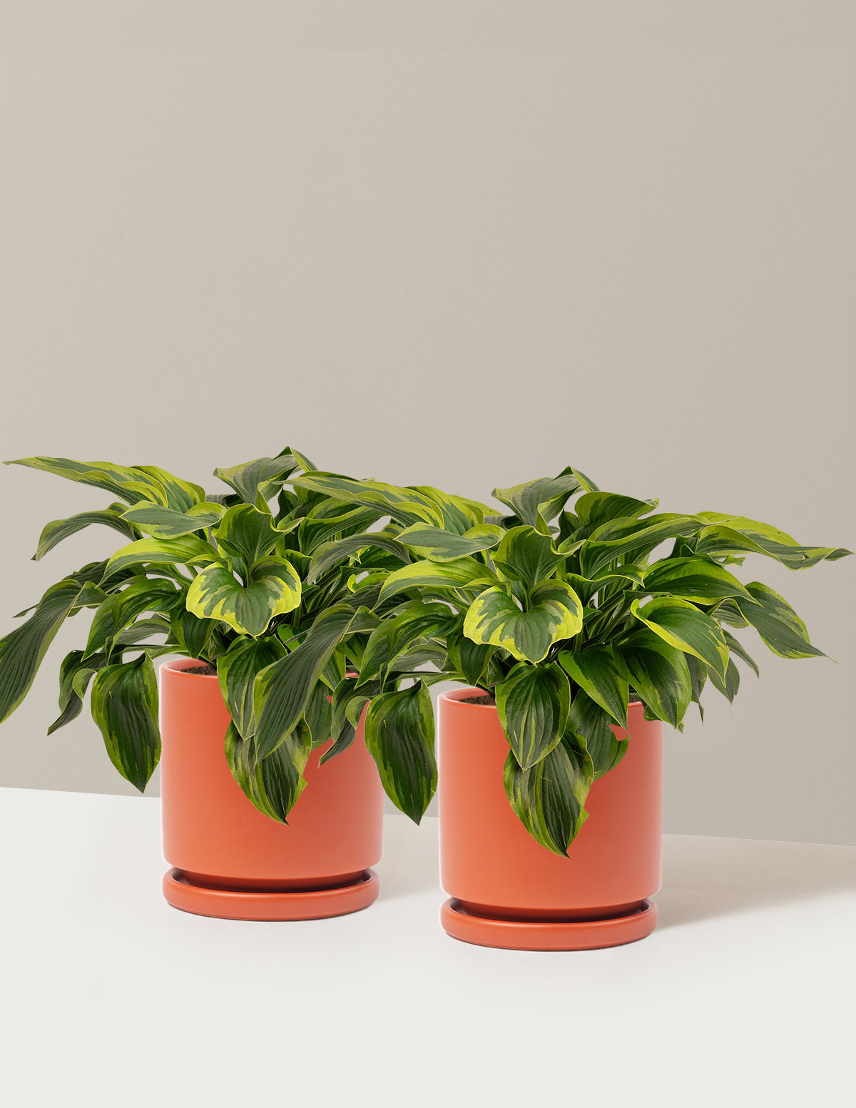 Green Patriot Hosta