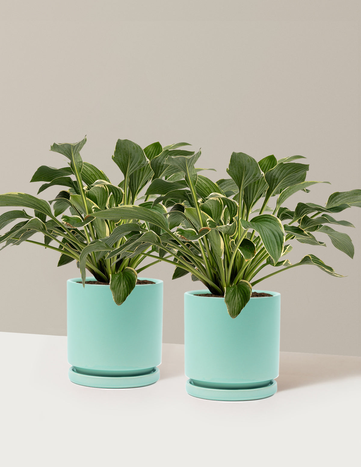 Francee Hosta