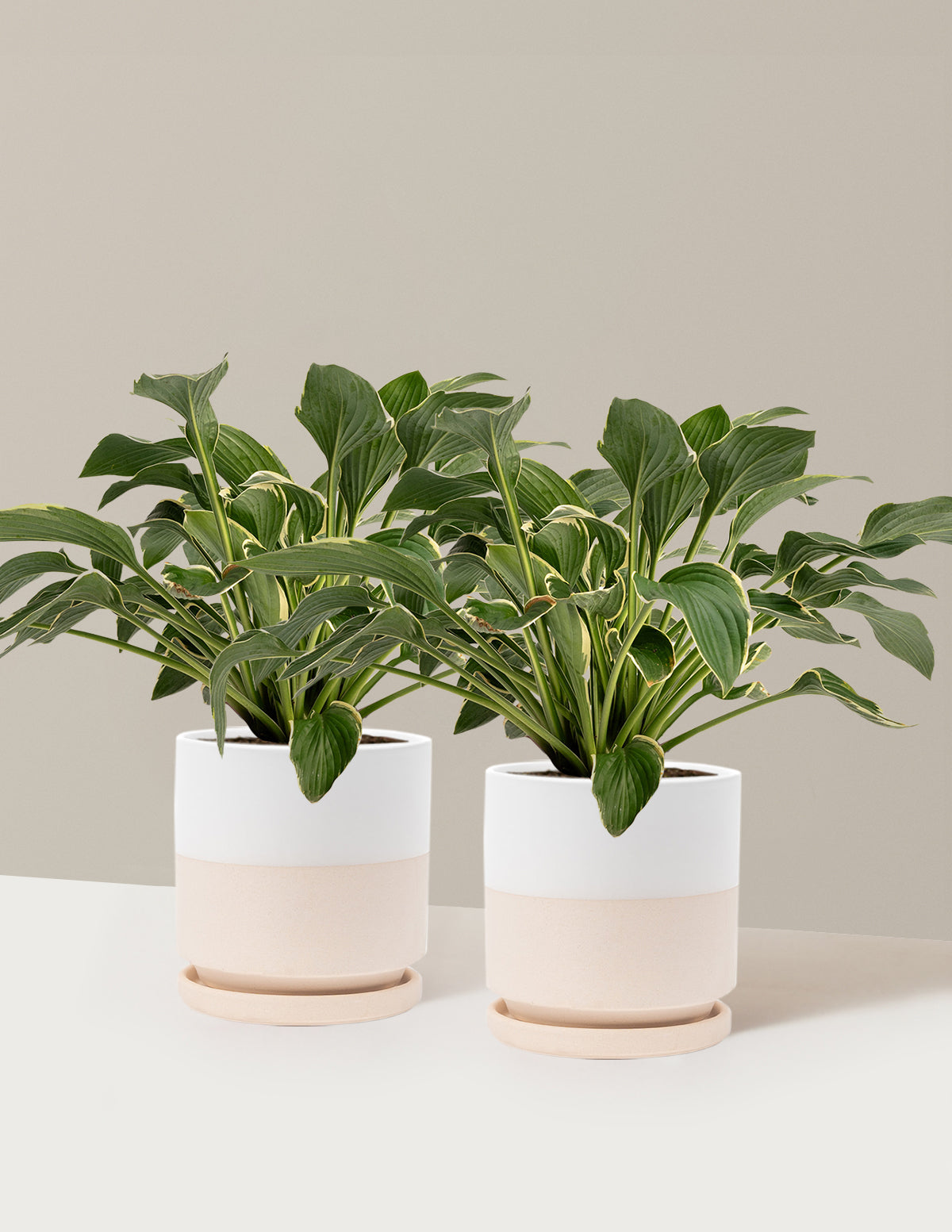 Francee Hosta